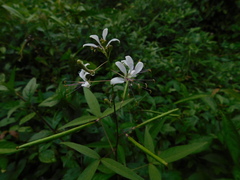 Cleome serrata
