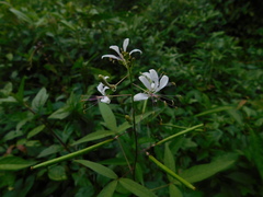 Cleome serrata