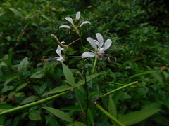 Cleome serrata