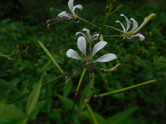 Cleome serrata