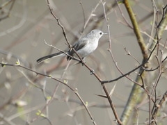 Polioptila nigriceps