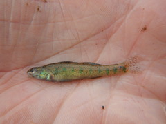 Etheostoma gracile