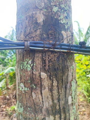 Flat-tailed House Gecko