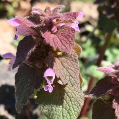 Lamium purpureum purpureum