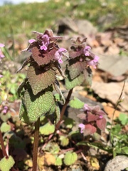 Lamium purpureum purpureum