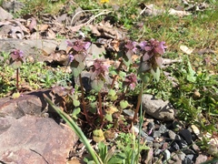 Lamium purpureum purpureum