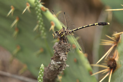 Progomphus obscurus