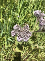Phacelia hubbyi