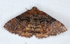 Aporoctena