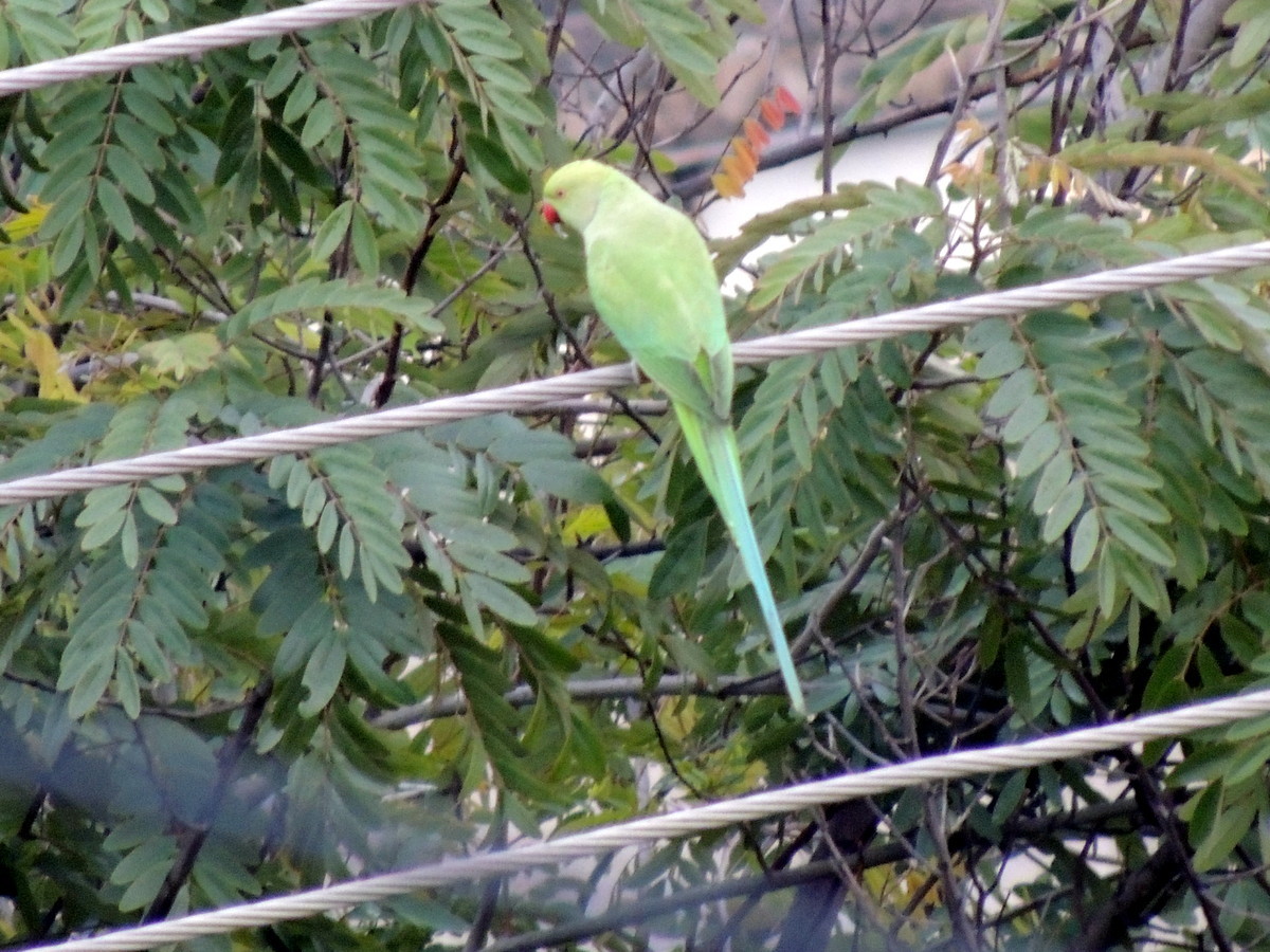 Rose-ringed Parakeet