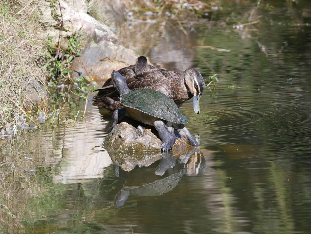 Krefft's River Turtle from Hervey Bay QLD 4655, Australia on July 3 ...