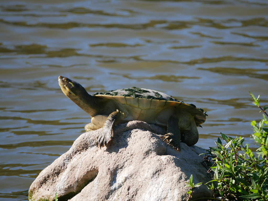 Krefft's River Turtle from Hervey Bay QLD 4655, Australia on July 3 ...