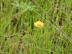Linum hudsonioides