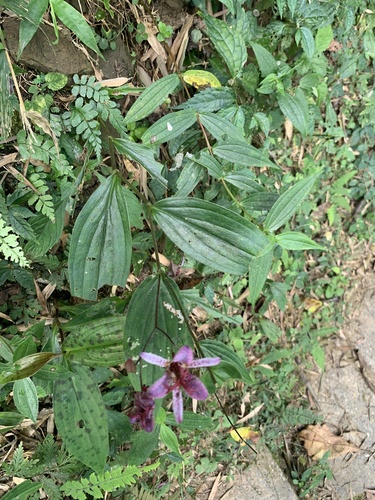 Tricyrtis formosana