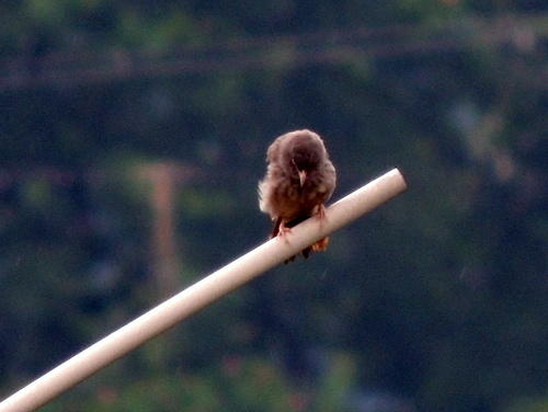 Argya striata