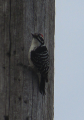 Dryobates nuttallii