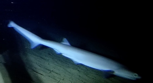7-gilled shark (Heptranchias perlo) — Hexanchidae — 3