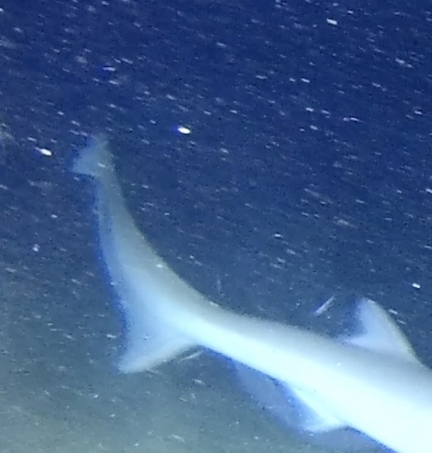 7-gilled shark (Heptranchias perlo) — Hexanchidae — 4