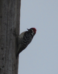 Dryobates nuttallii