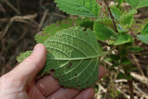 Image of Coleus graveolens by (c) Greg Tasney, some rights reserved (CC BY-SA)