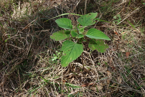 Image of Coleus graveolens by (c) Greg Tasney, some rights reserved (CC BY-SA)