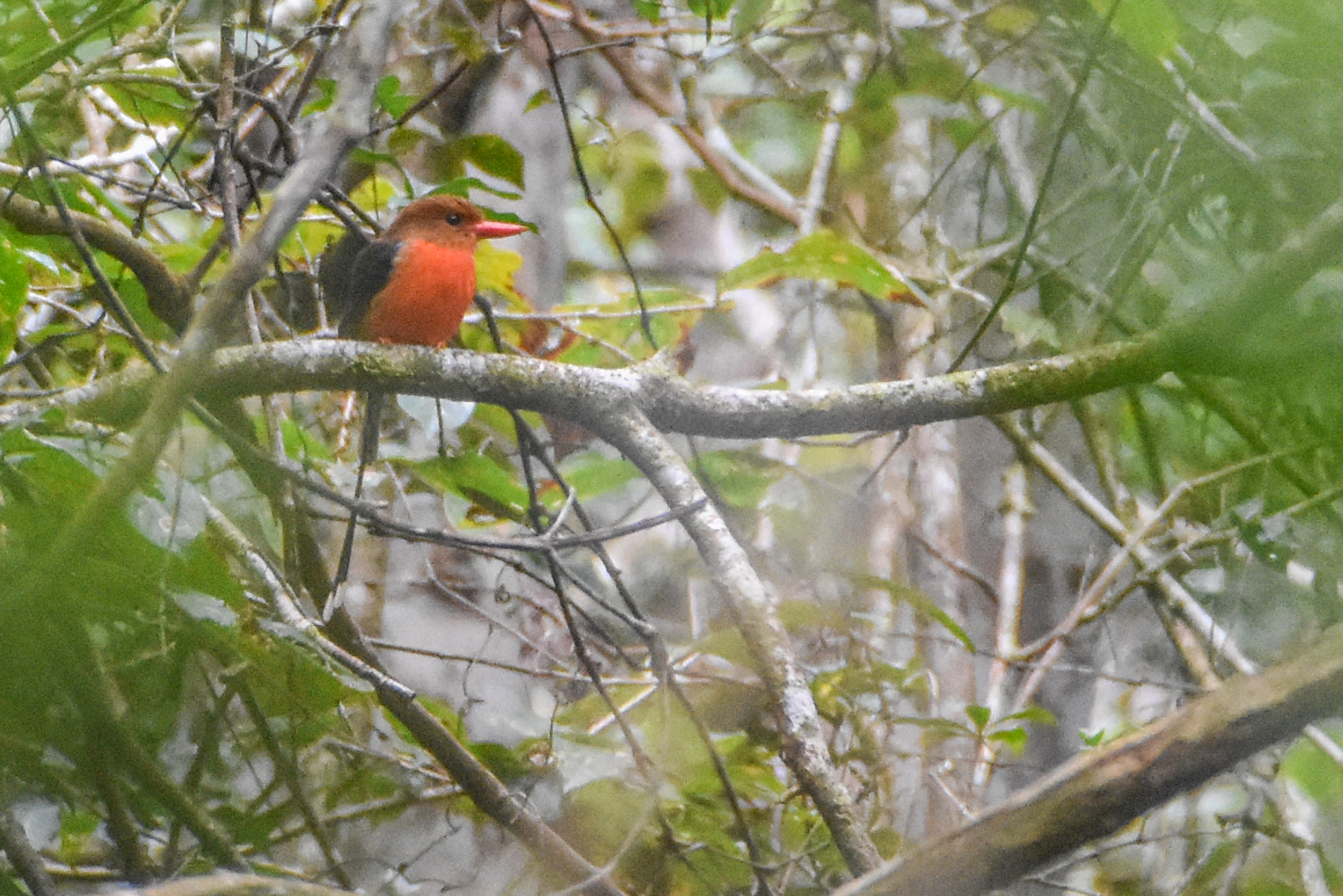 Brown-headed Paradise Kingfisher (Tanysiptera danae), photo 7