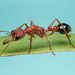 Myrmecia analis - Photo (c) Gunter Maywald, some rights reserved (CC BY-NC), uploaded by Gunter Maywald