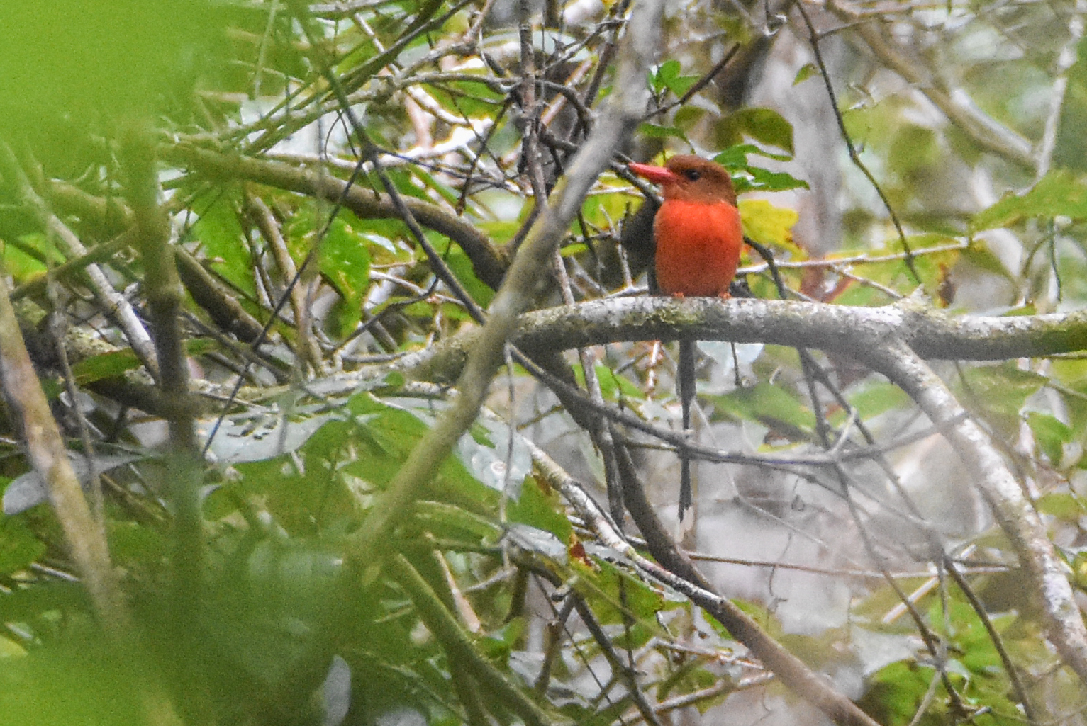 Brown-headed Paradise Kingfisher (Tanysiptera danae), photo 8