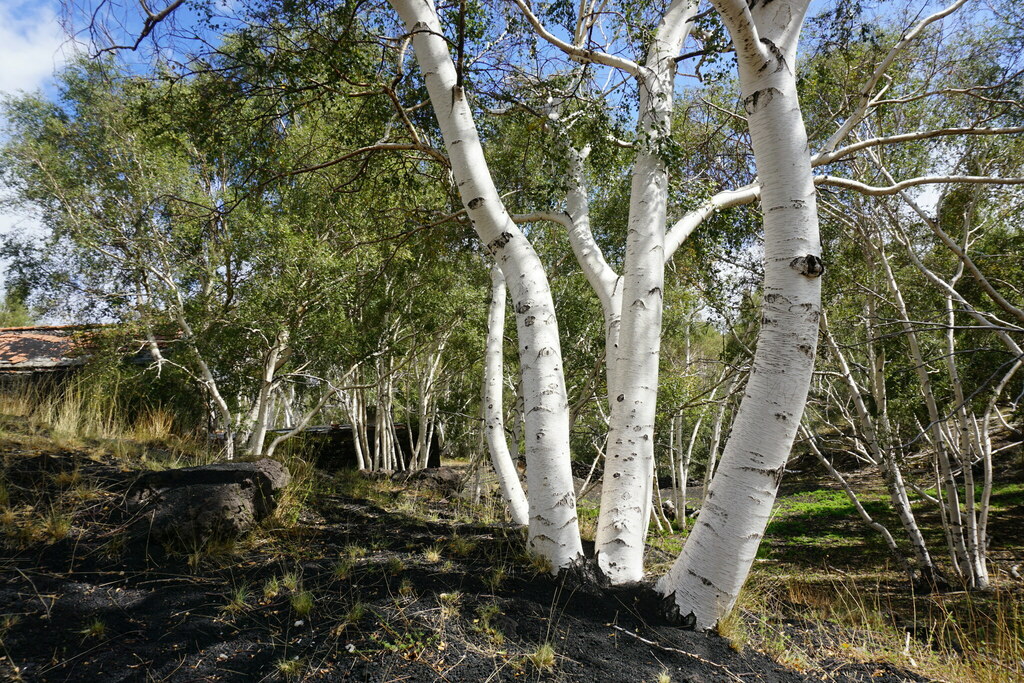 Betula pendula pendula from Metropolitan city of Catania, Italy on ...