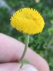Pentzia globosa