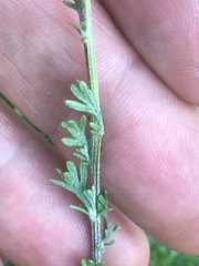 Pentzia globosa