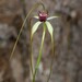 Giant Spider Orchid - Photo (c) Michael Keogh, some rights reserved (CC BY-NC-SA), uploaded by Michael Keogh