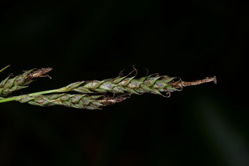 Carex tamakii iNat (1)