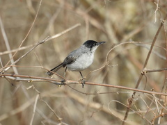 Polioptila nigriceps