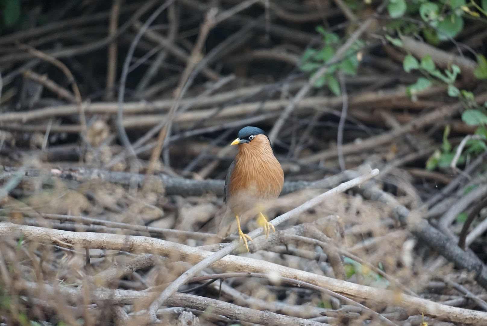 Brahminy Starling