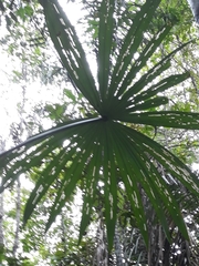 Mauritiella