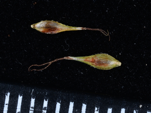 Carex hattoriana iNat (1)