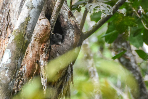 Barred Owlet-nightjar (Aegotheles bennettii), photo 10