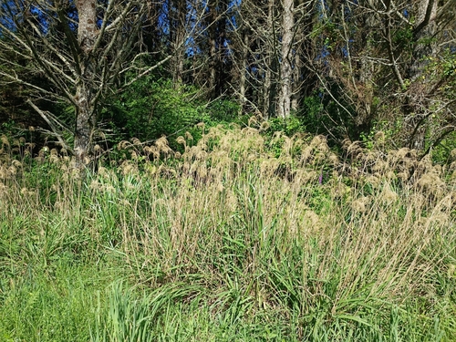 Image of Miscanthus nepalensis by (c) Geoff, some rights reserved (CC BY)