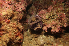 Sphaerechinus granularis image