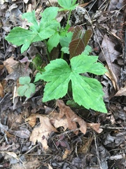 Ranunculus recurvatus