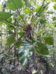 Philodendron fragrantissimum