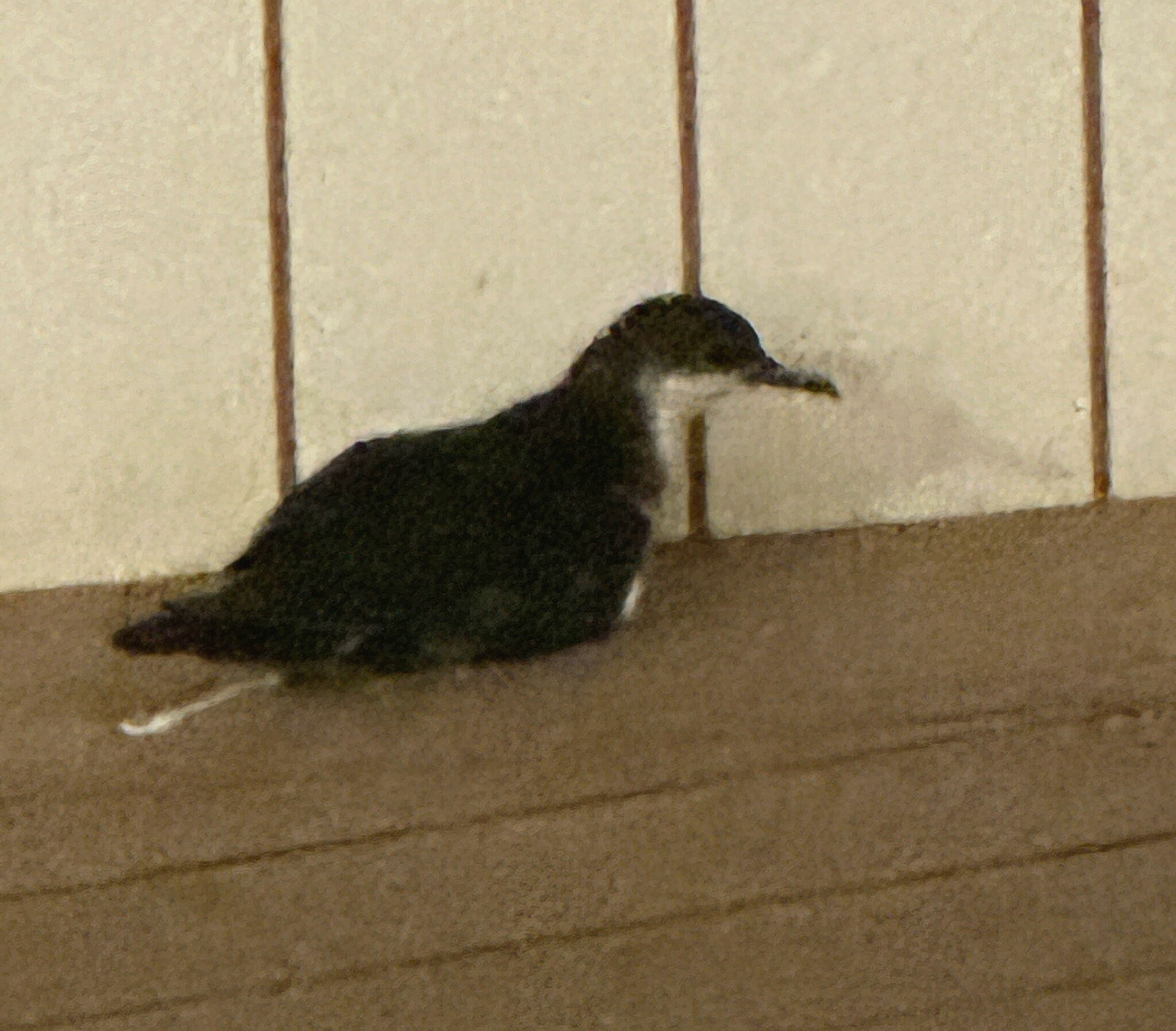 Tropical Shearwater (Puffinus bailloni)