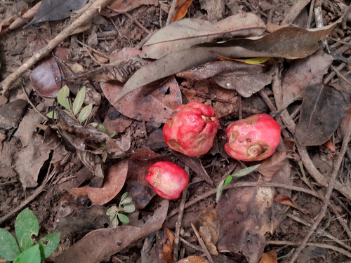 onionwood (Syzygium alliiligneum)