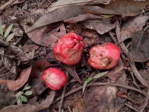 Syzygium alliiligneum, photograph 5