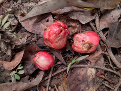 Syzygium alliiligneum, photograph (c) Steve Fitzgerald, some rights reserved (CC BY-SA)