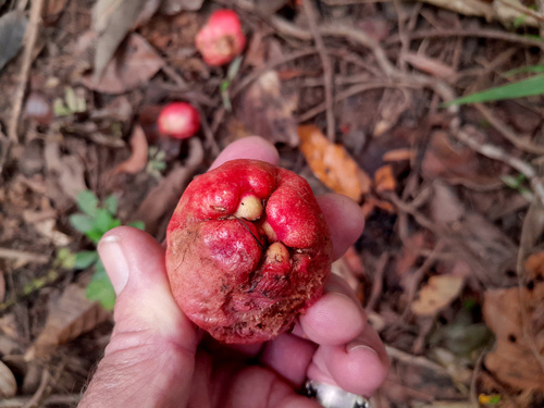 Syzygium alliiligneum, photograph 6