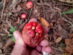 Syzygium alliiligneum, photograph (c) Steve Fitzgerald, some rights reserved (CC BY-SA)