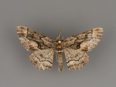 Phaeoura belua