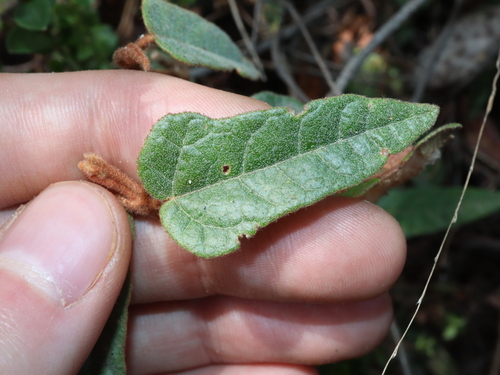Image of Lasiopetalum ferrugineum by (c) Thomas Mesaglio, some rights reserved (CC BY)
